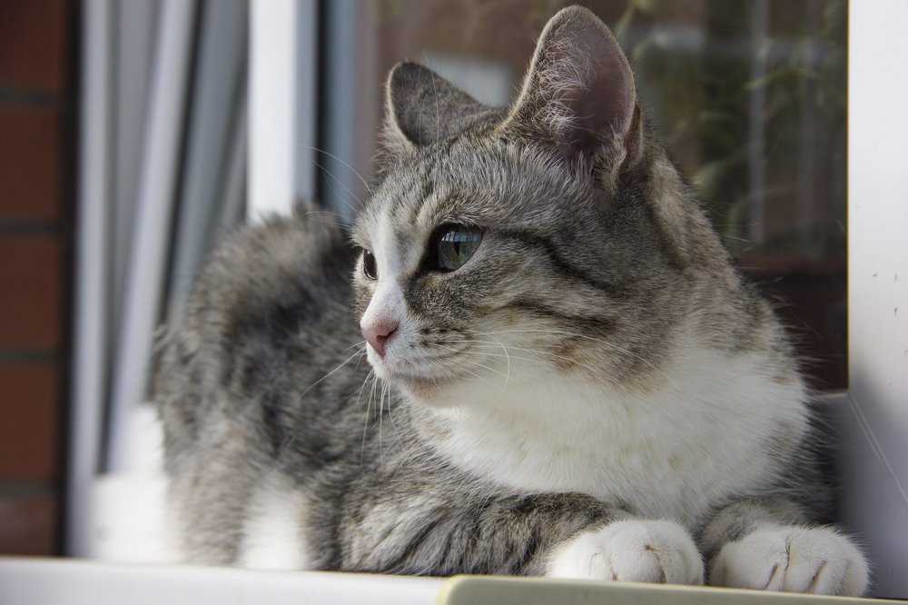 Photograph by Anna Gapanovich