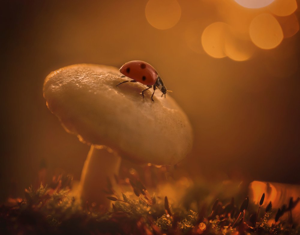 Photograph by Елена Иванова