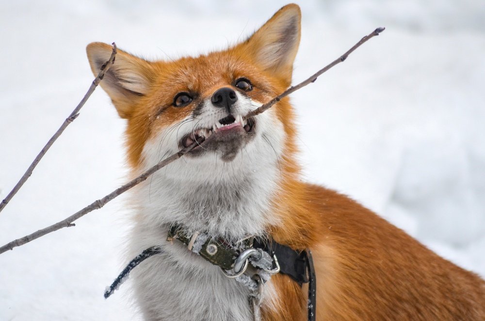 Photograph by Вероника Романенко