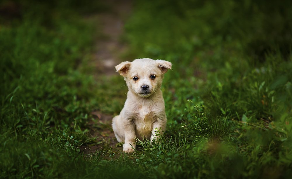 Photograph by Tudor Ghioc