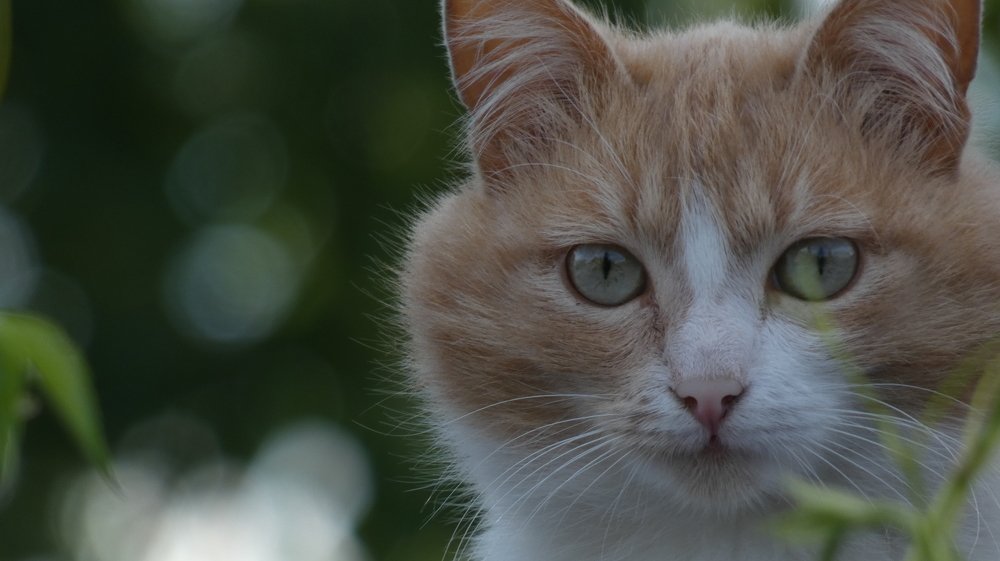 Photograph by Вячеслав Приходько