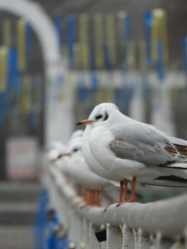 Photograph by Vitalii Neborak
