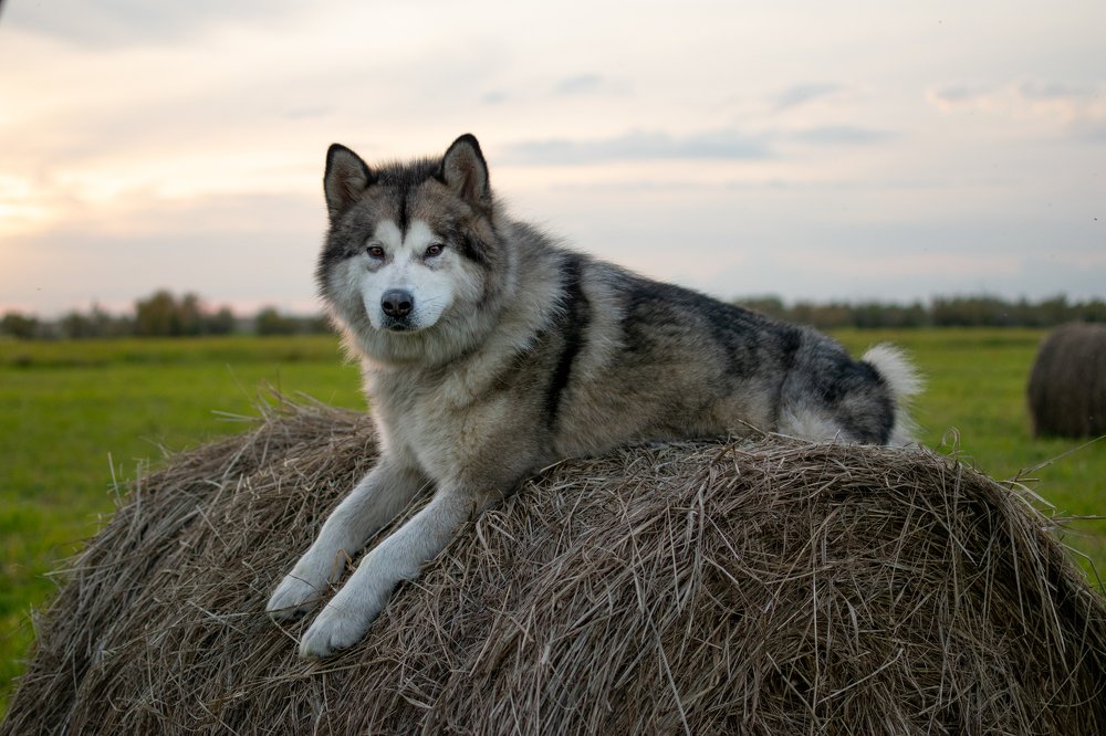 Собака на сене