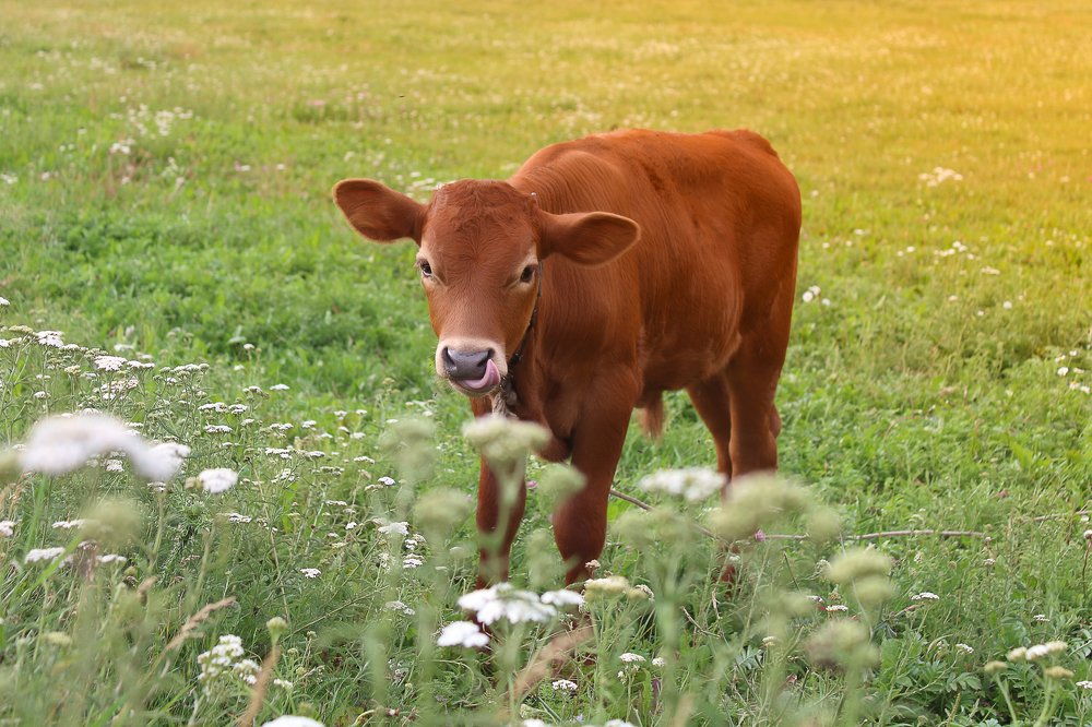 Photograph by Эльза Давлеева