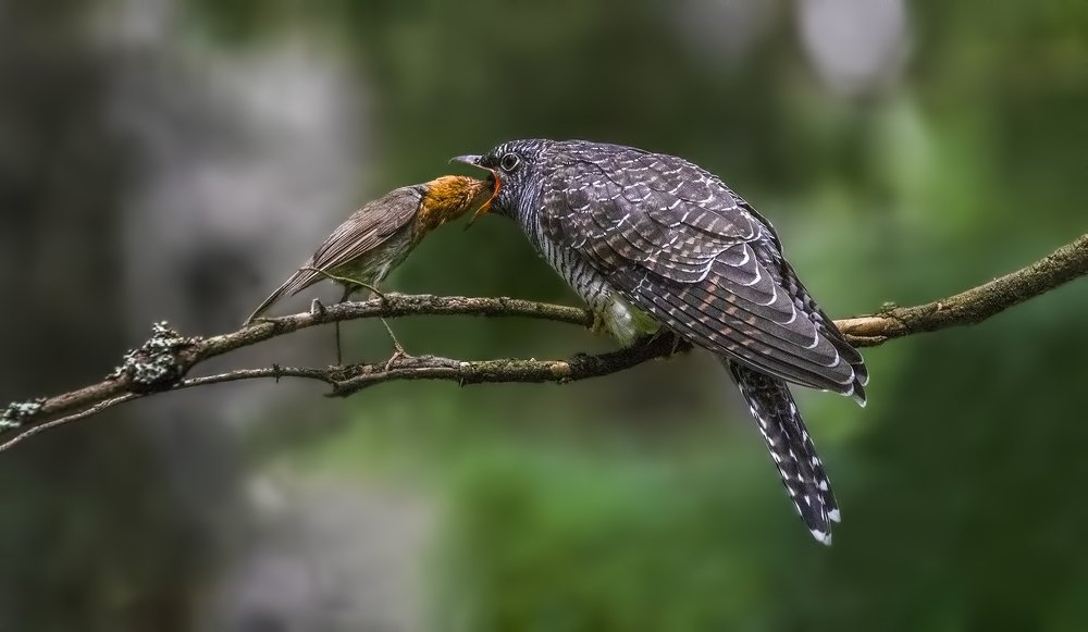 Photograph by Елена Швыдун