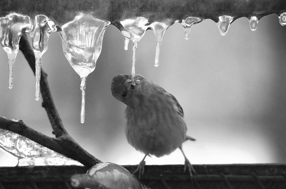 Весенний воробушек.