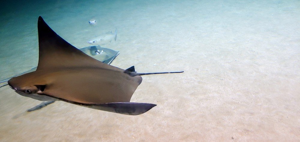 Photograph by Elena Chandran