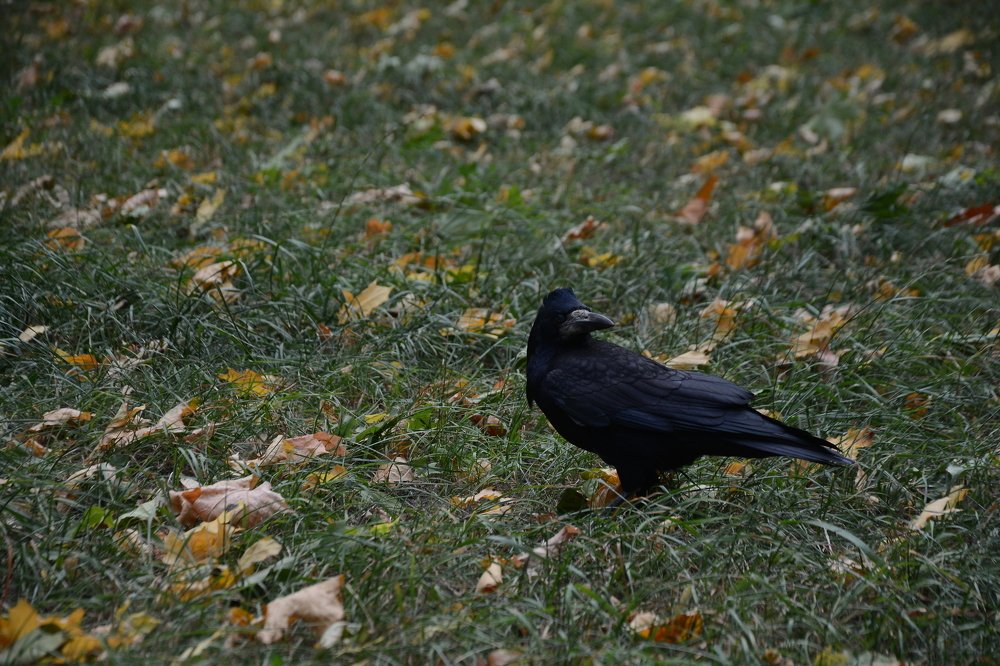 Photograph by Ольга Истомина