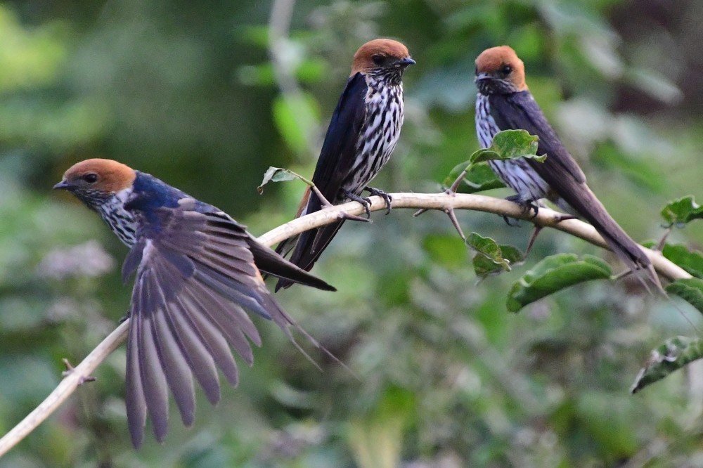 Photograph by Ricardo Coelho