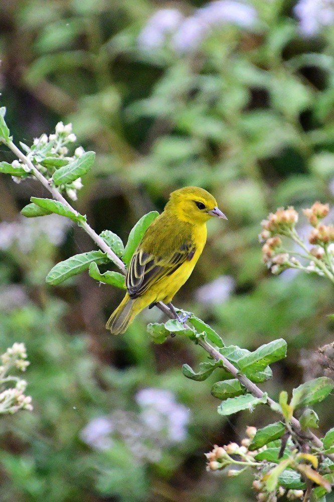 Photograph by Ricardo Coelho