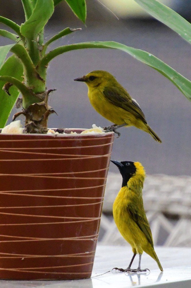 Photograph by Ricardo Coelho