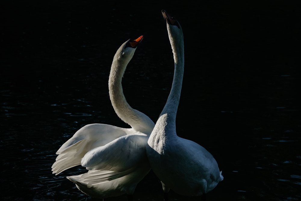 Photograph by Игорь Янушевский