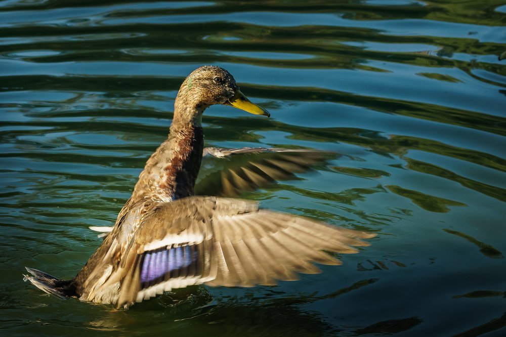 Photograph by Игорь Янушевский