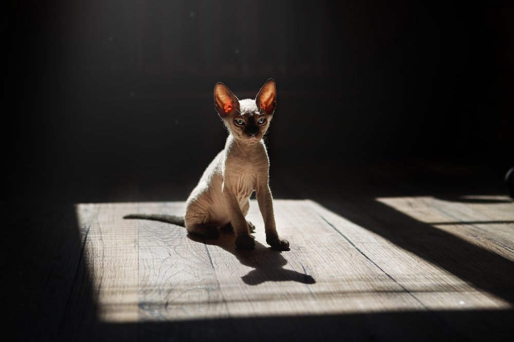 Инопланетянка