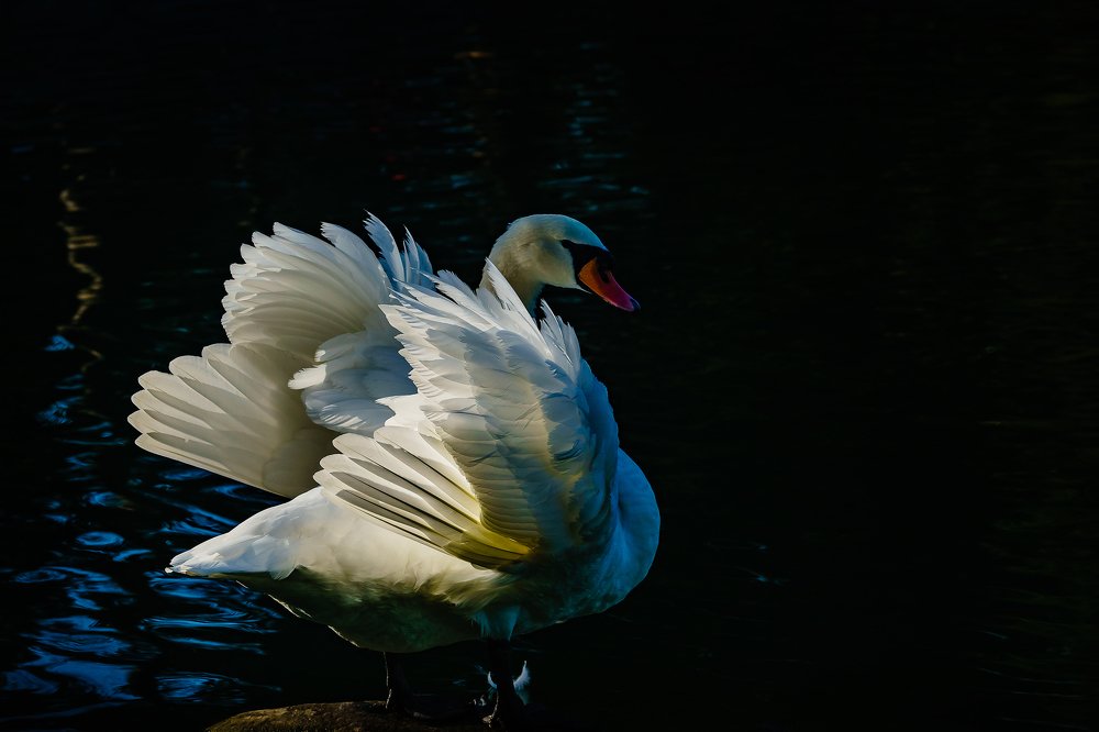 Photograph by Игорь Янушевский