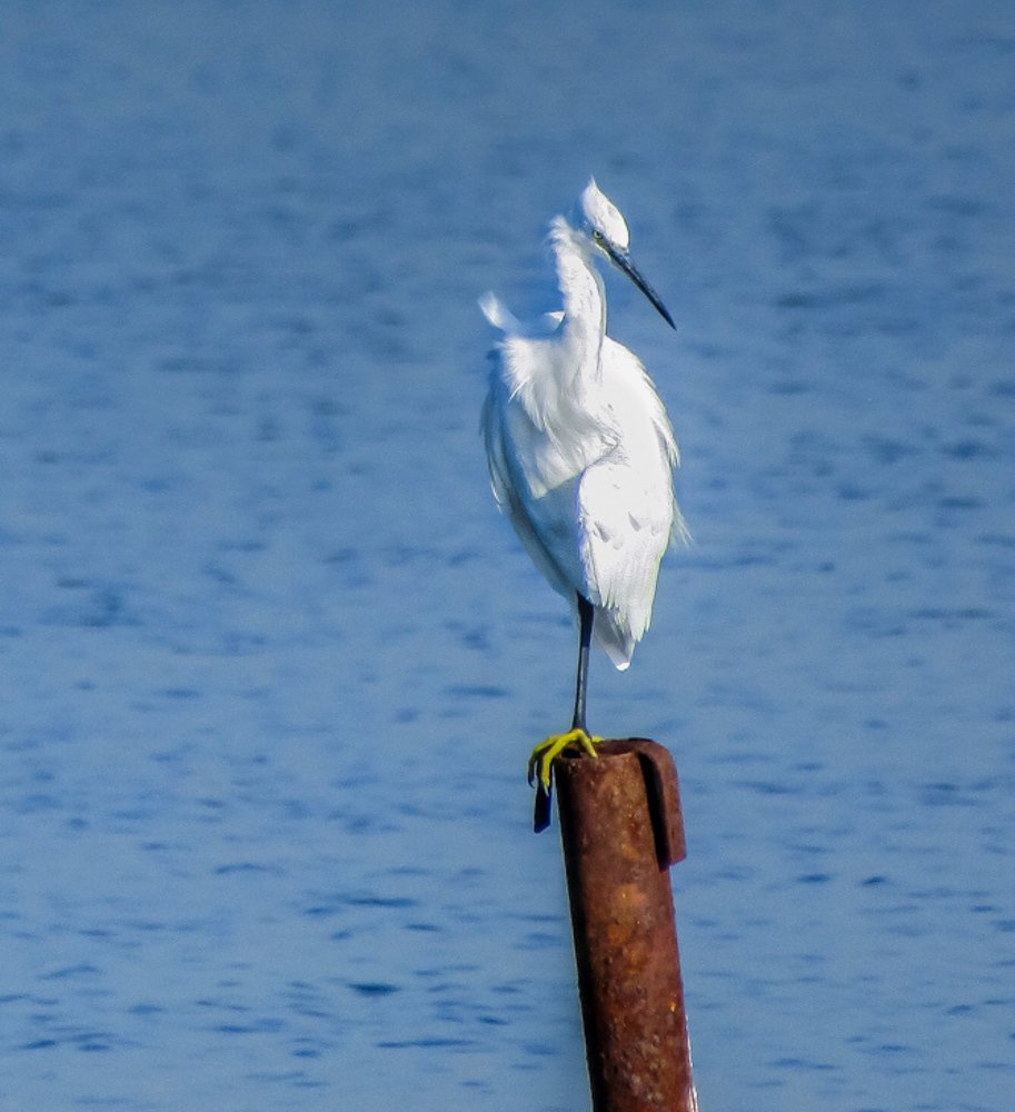 egret