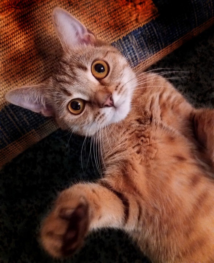 Где хочу, там и лежу