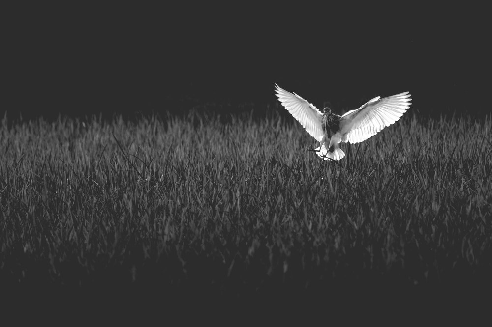 Фотография автора Solaiman Hossen