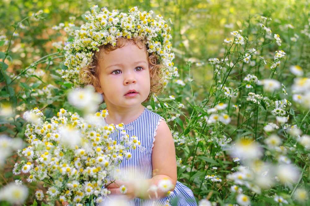 Ромашковые поля