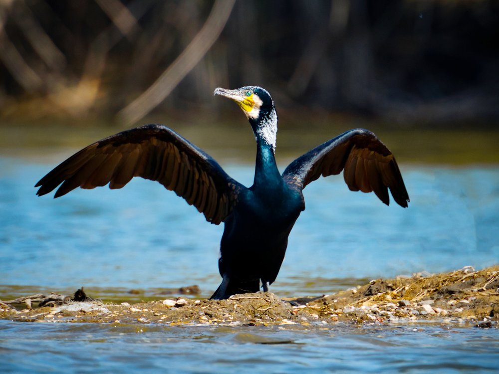 Cormorants