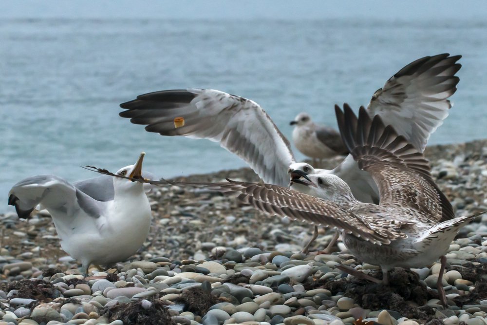 Photograph by Rimma Volchenko