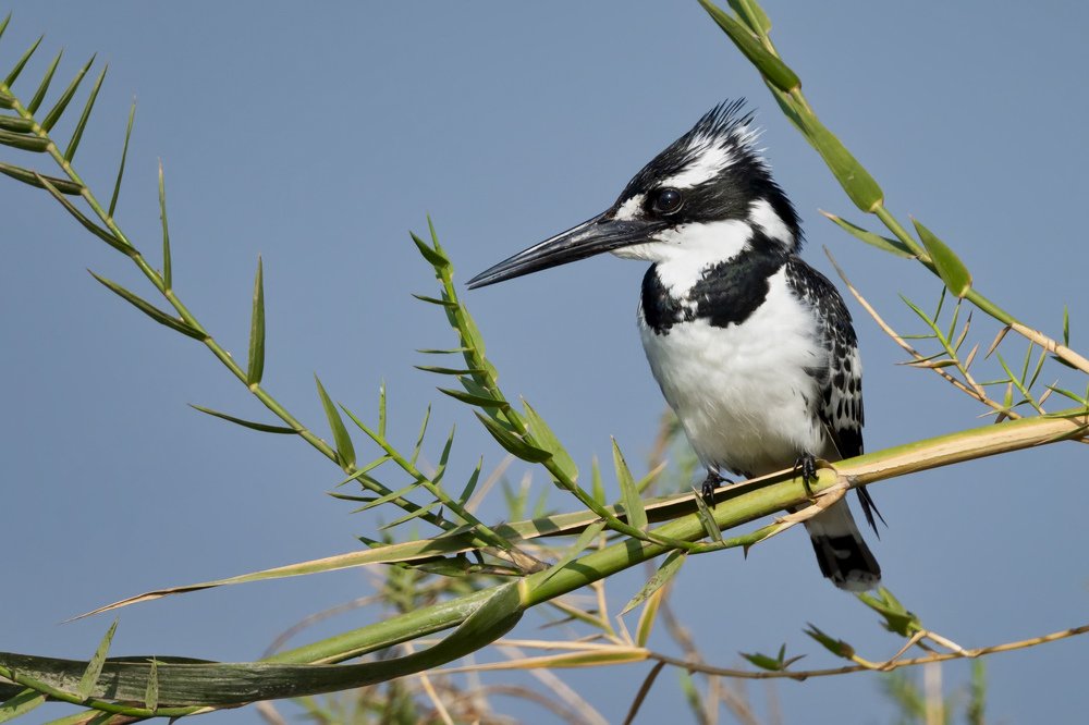 Pied Kingfisher