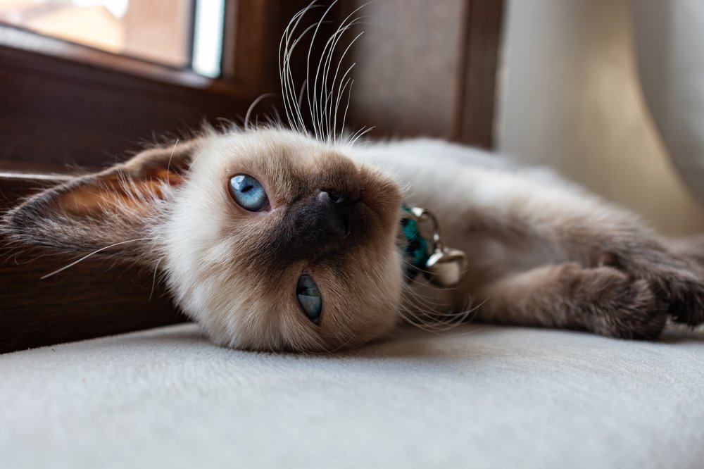 Photograph by Hasan Orhon