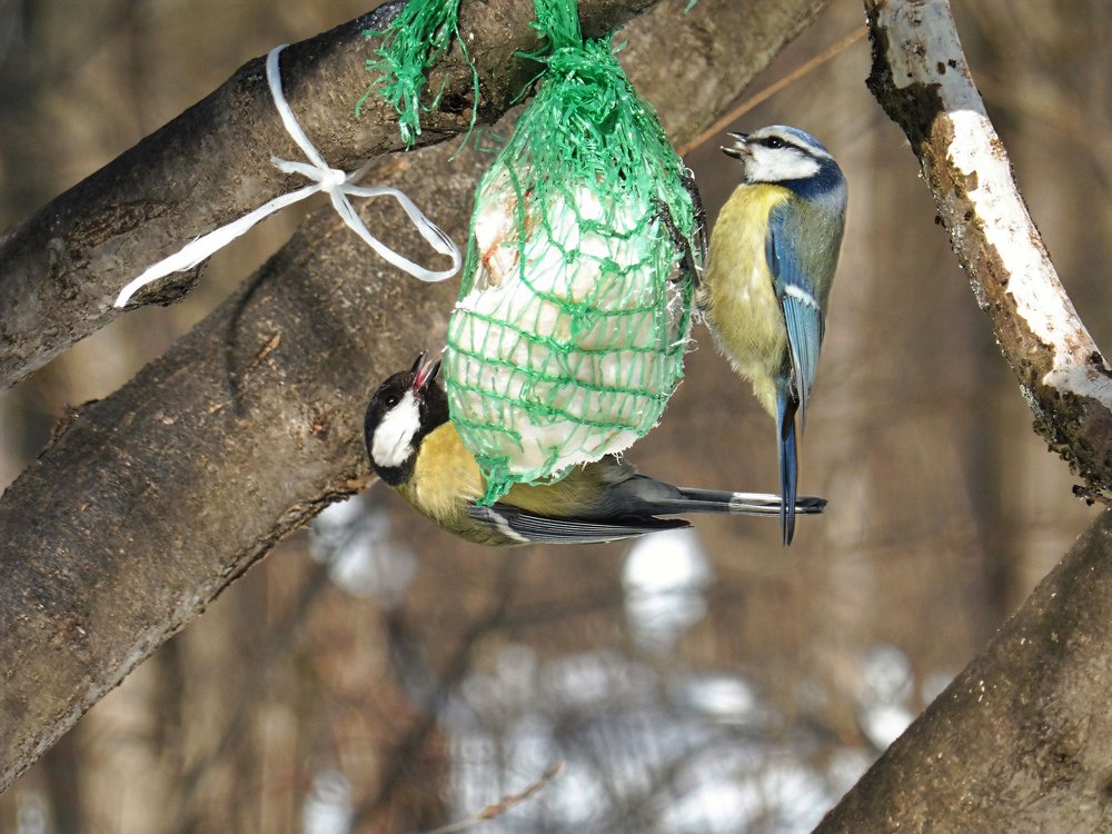 Фотография автора Клавдия Васильева