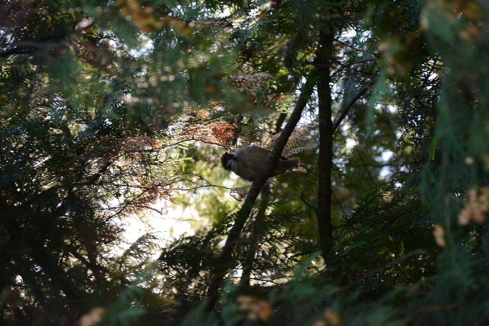 Photograph by Ольга Истомина