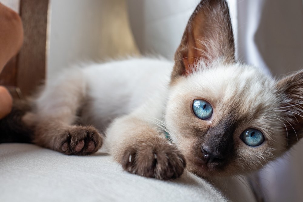 Photograph by Hasan Orhon