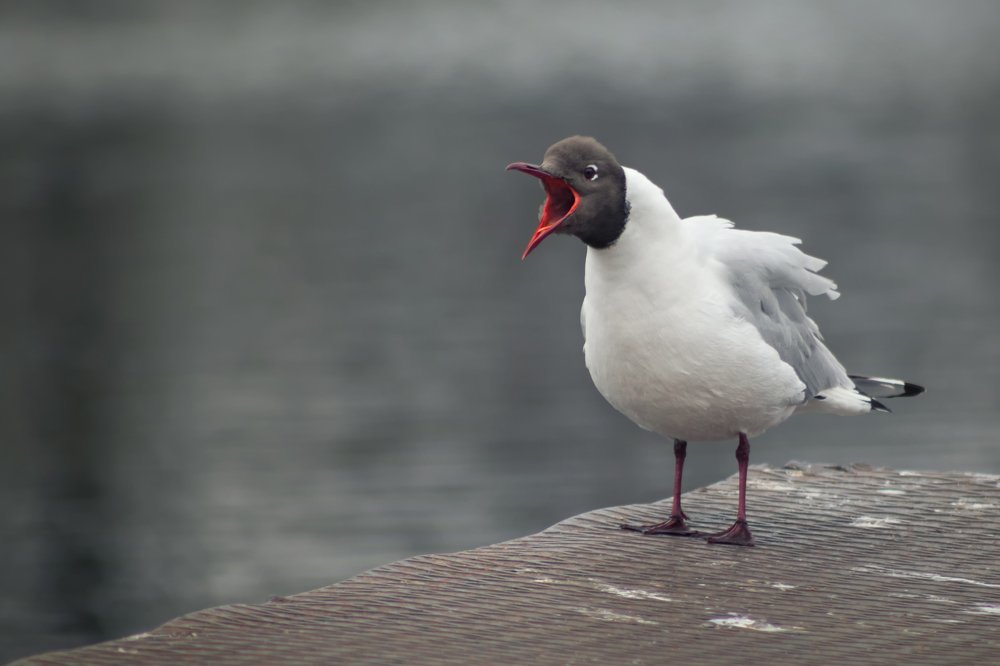 Горластая птичка