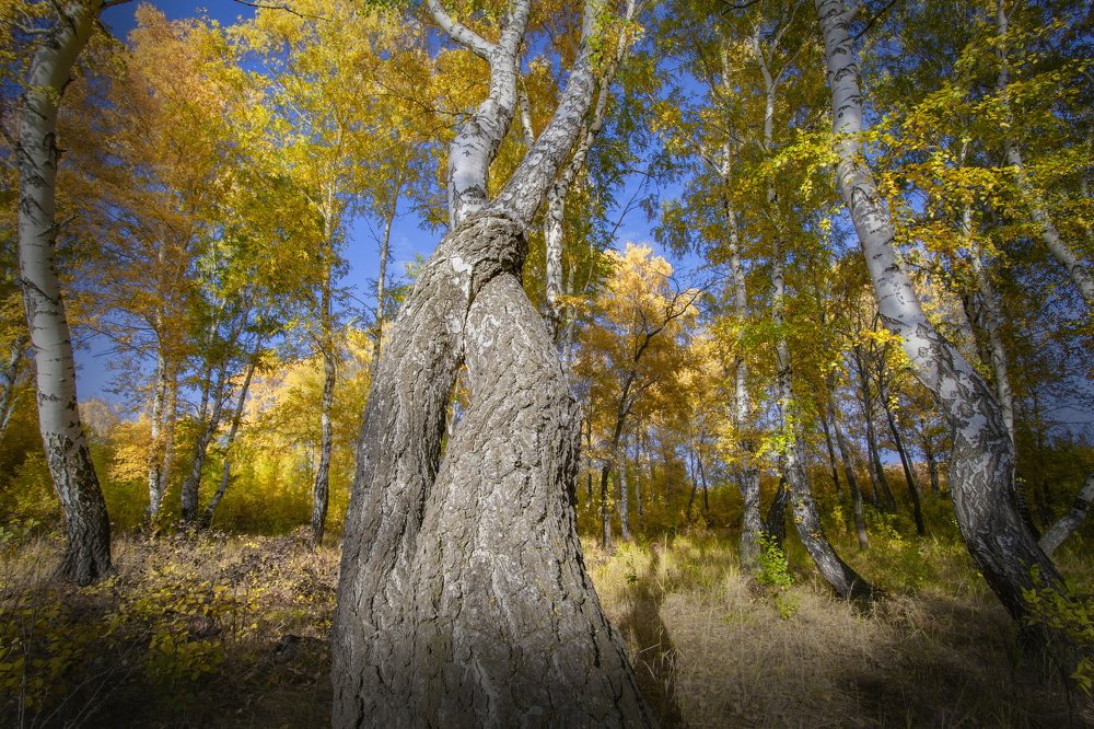 Photograph by петр чиков