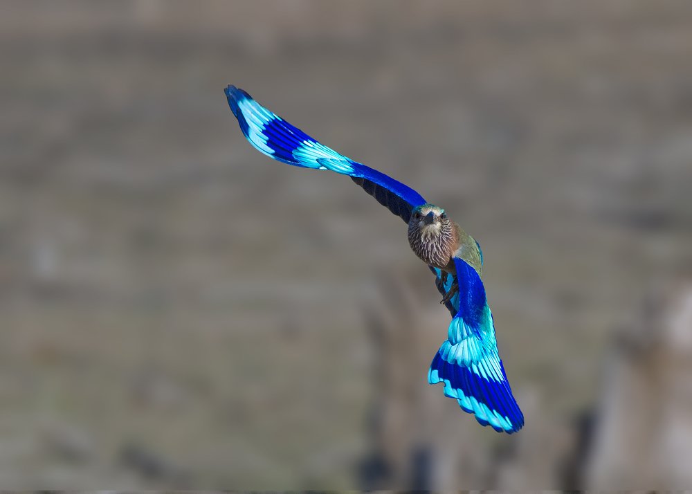 Photograph by Dilip Shah