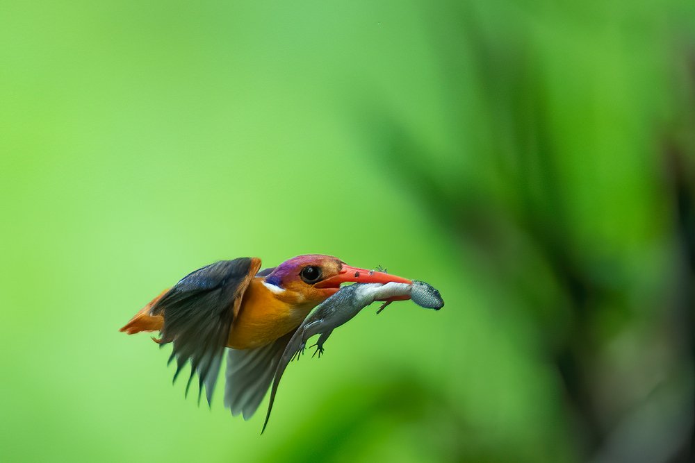 Photograph by Dilip Shah