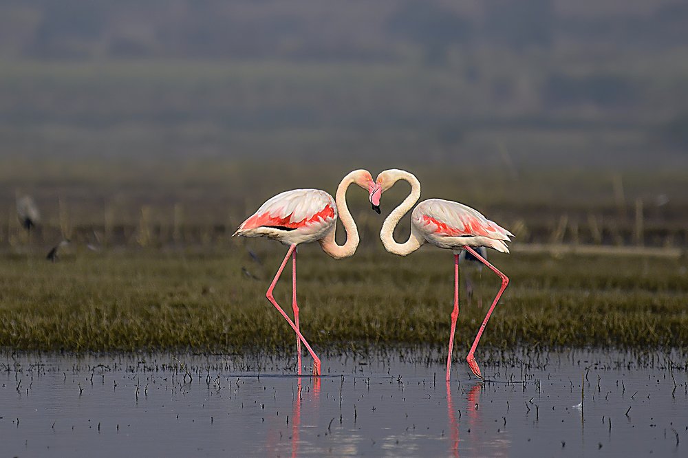 Photograph by Dilip Shah