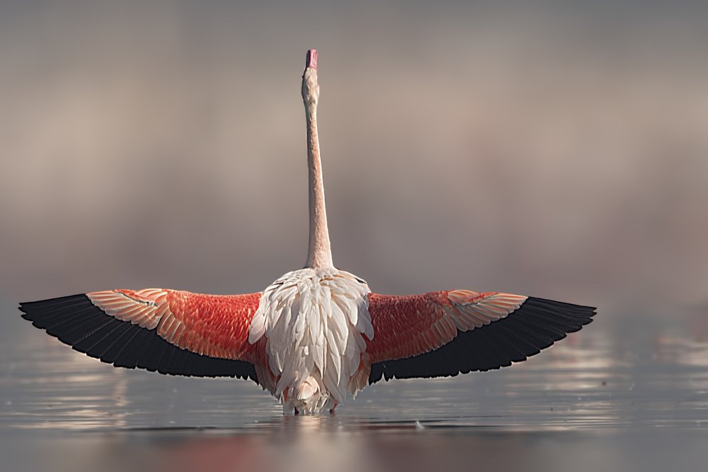 Photograph by Dilip Shah