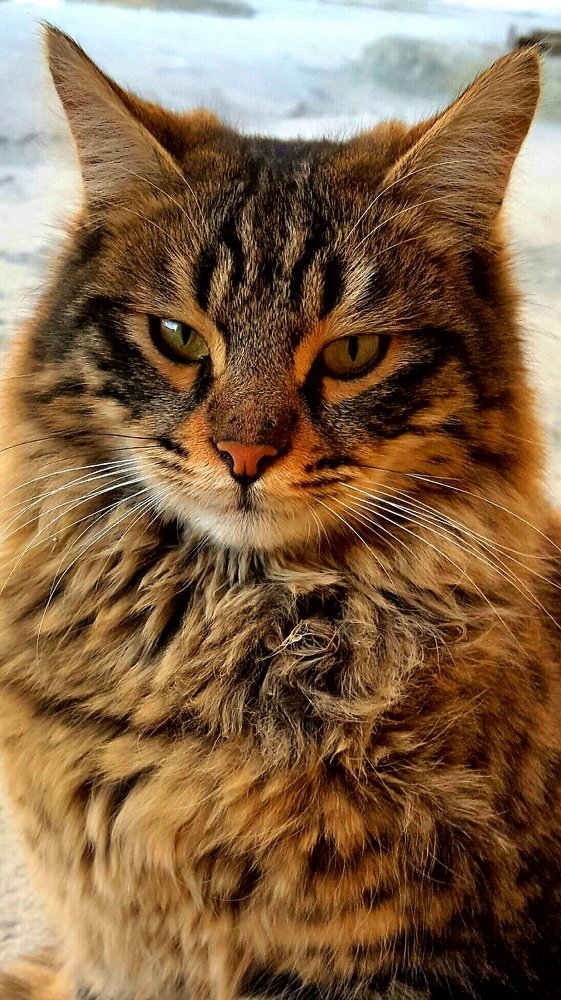 Photograph by Siamak Sabet