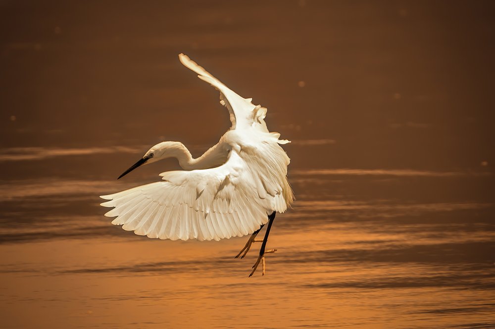 Photograph by Eddie Adamov