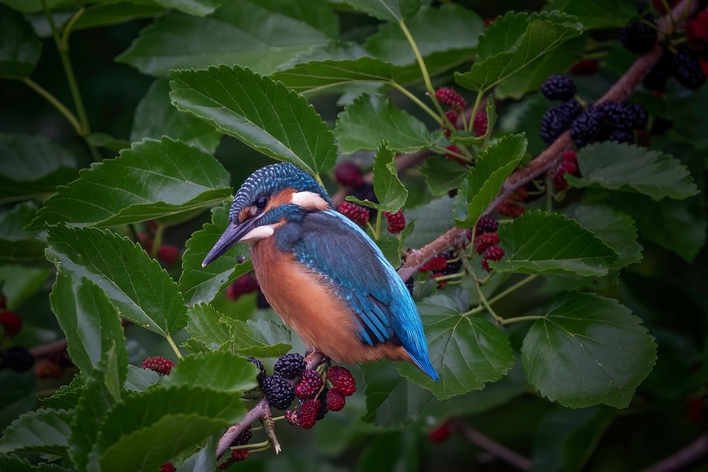 Photograph by Eddie Adamov