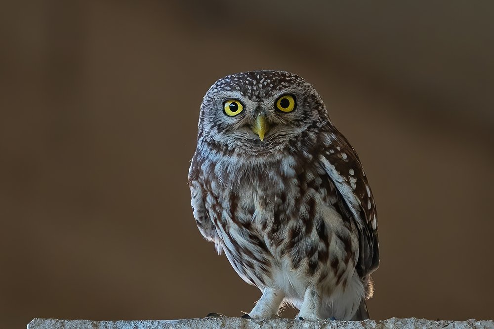 Photograph by Eddie Adamov