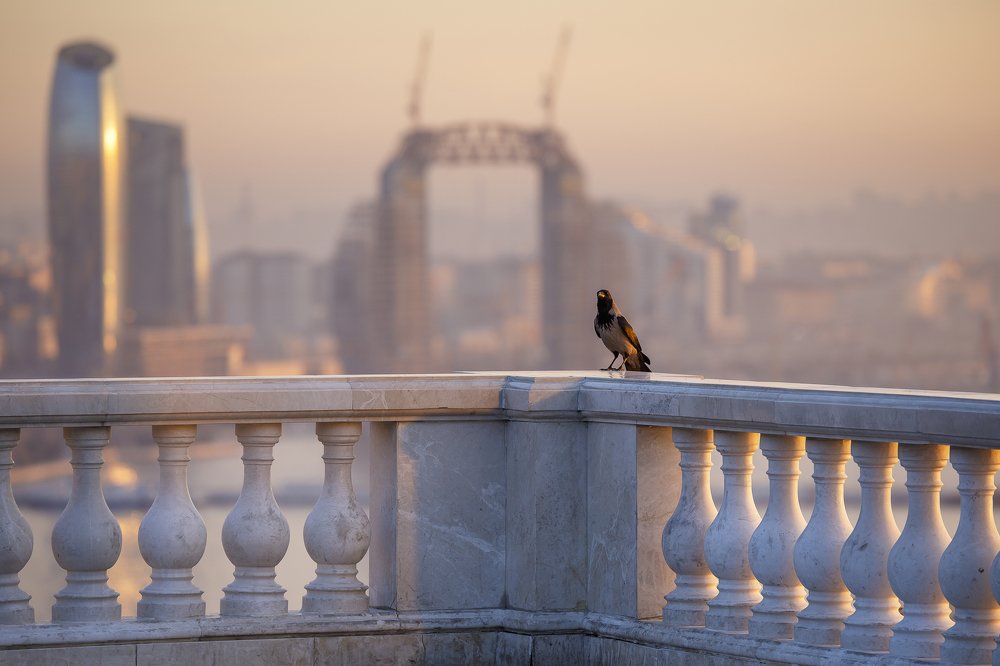 Позирующий ворон