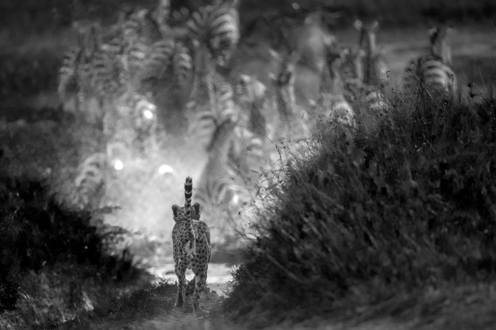 Photograph by Dilip Shah