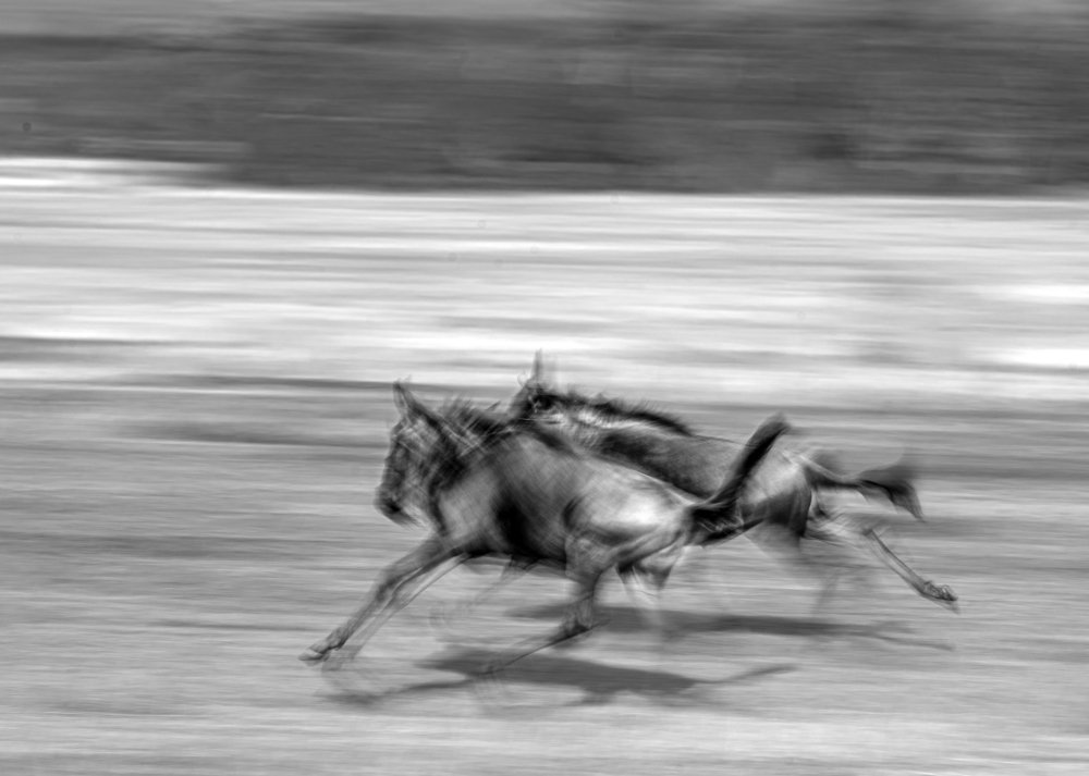 Photograph by Dilip Shah