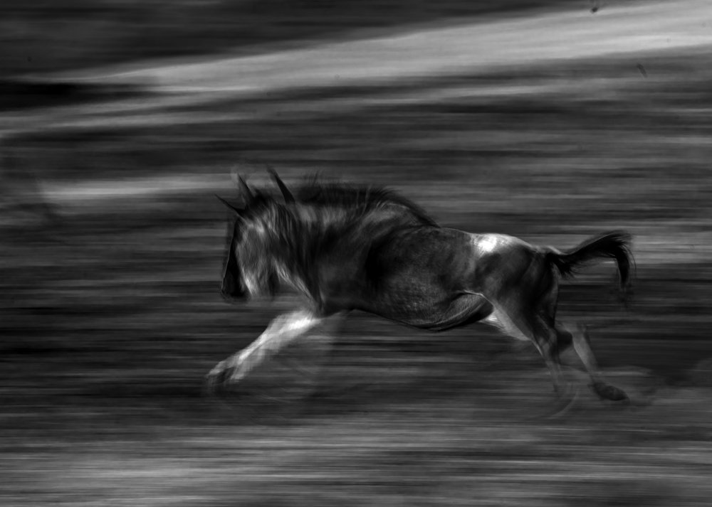 Photograph by Dilip Shah