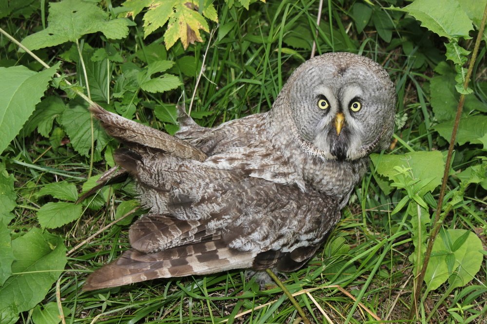 Photograph by Наталья Юрова