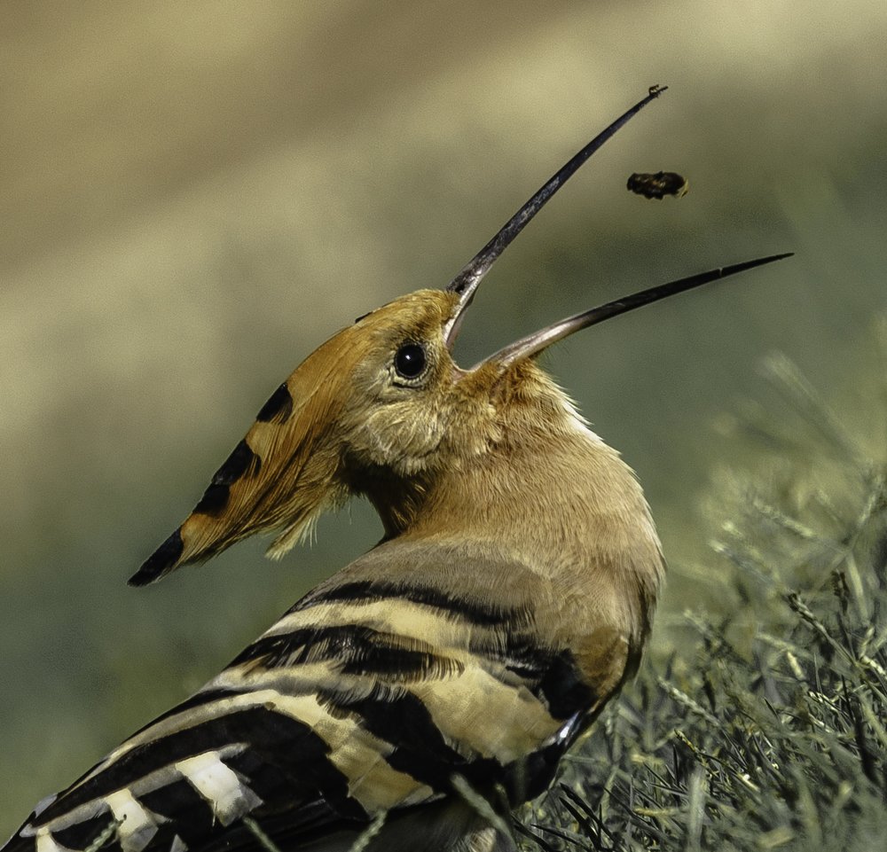 Photograph by Igor Tourovski