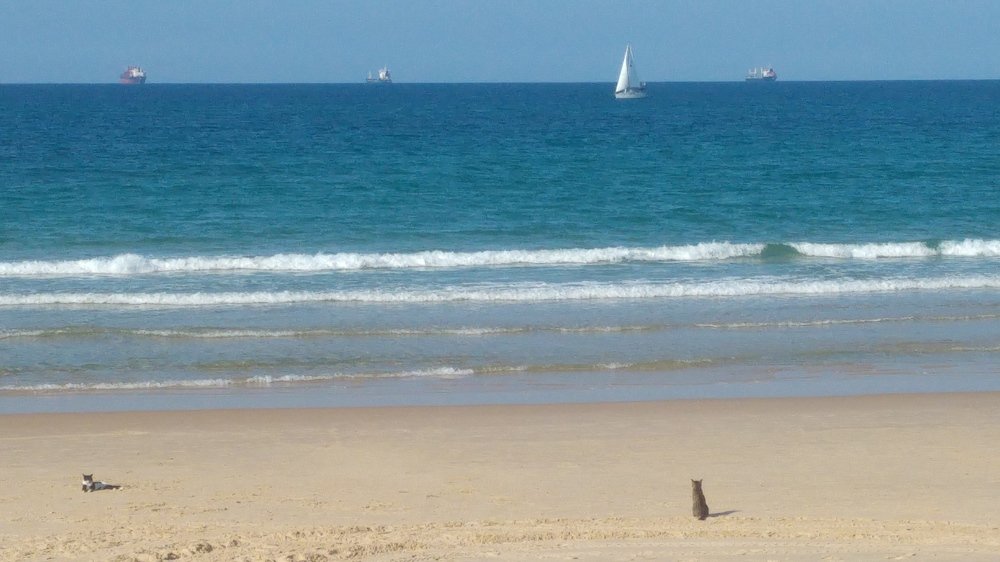 Кошачий релакс