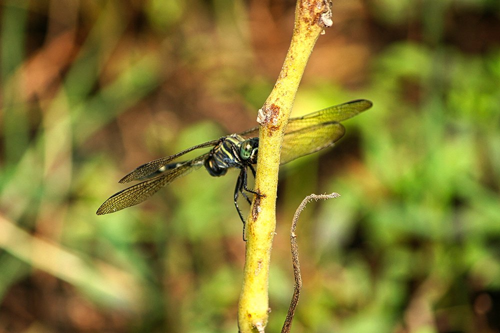 Photograph by Siamak Sabet