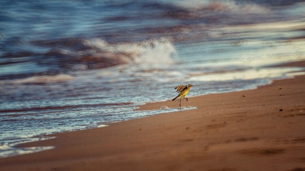 Жёлтая трясогузка на охоте