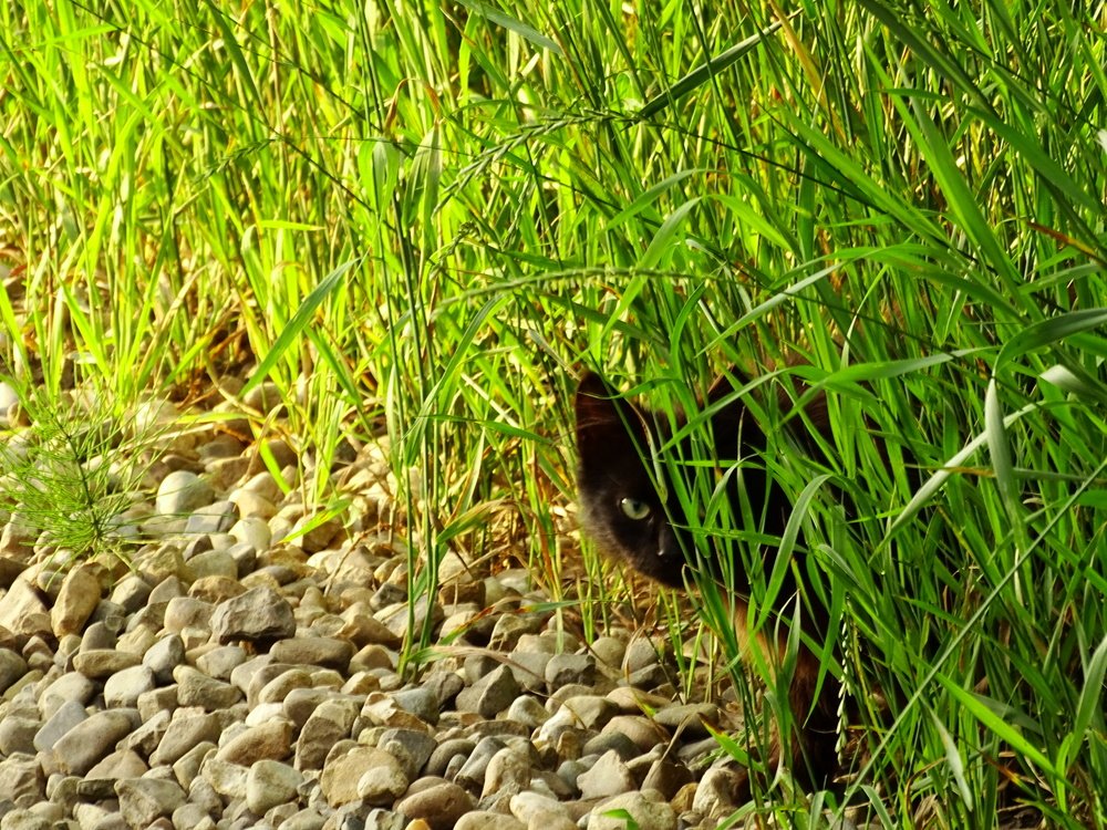 Фотография автора Remus Lucescu